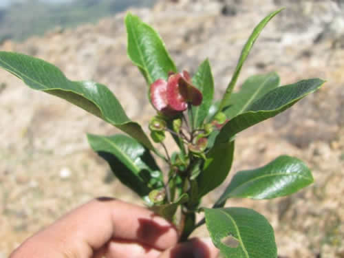 Flora 2